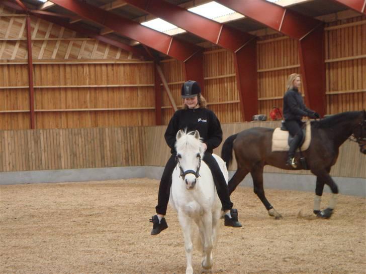 Anden særlig race shila gammel leje pony billede 11