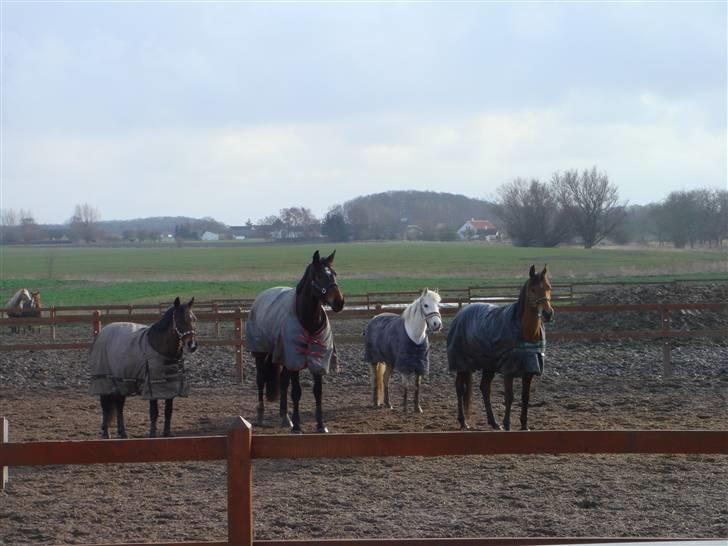 Anden særlig race shila gammel leje pony billede 12