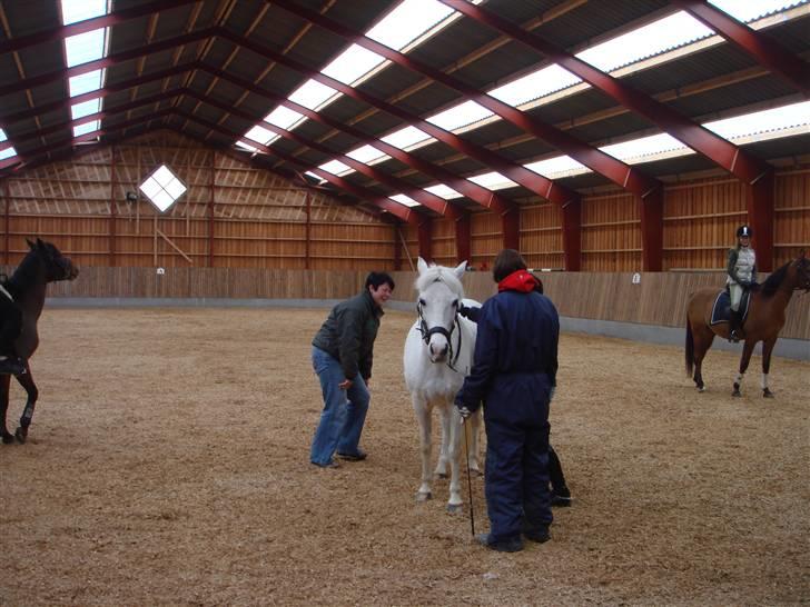 Anden særlig race shila gammel leje pony billede 13