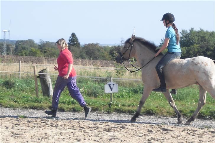 Anden særlig race Cervinagaards Smut - i trav 1 gang uden mor har fat i en snor foto: stine billede 8