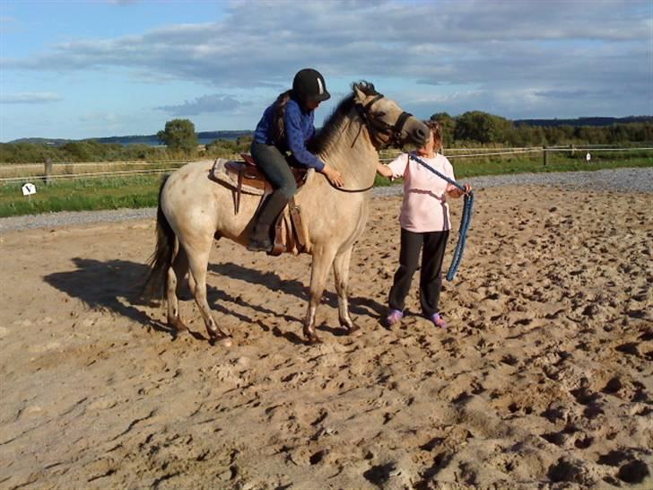 Anden særlig race Cervinagaards Smut - første gang med western sadle og rytter på, på samme tid, her står han og bliver nusset og sikke et fløde fjæs han kan lave =) hehe Foto:far billede 9