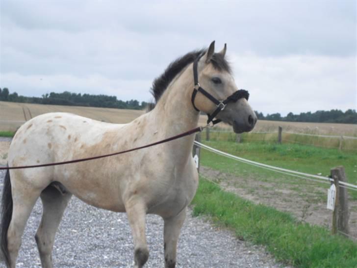 Anden særlig race Cervinagaards Smut - smut den bette nysgerie pony. Foto simone billede 11