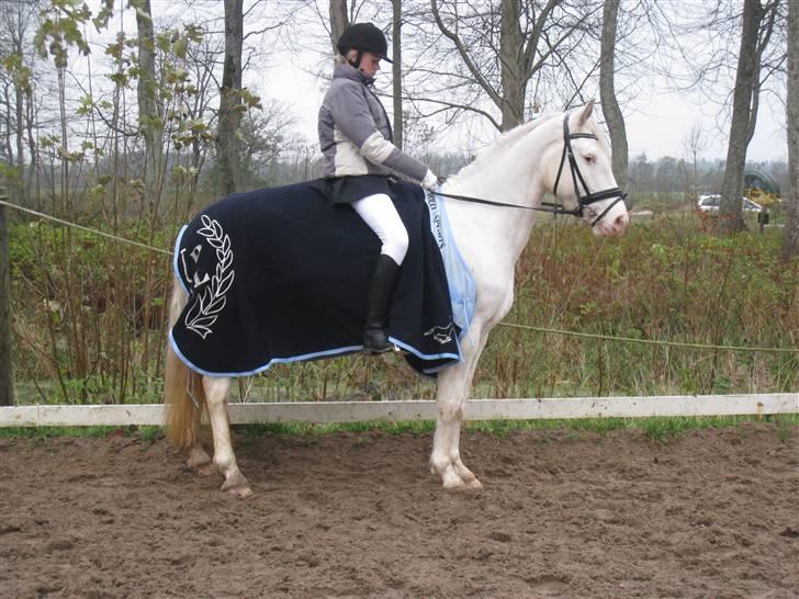 Anden særlig race Little miss Sandy delight - Stævne. billede 6