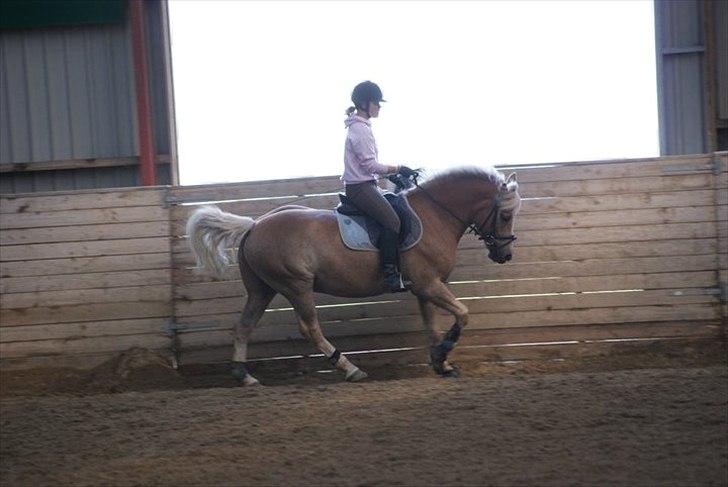Haflinger Herkules*solgt&savnet* "2x KLUBMESTER 2010!" - du har altid båret mig gennem ild&vand;i billede 10