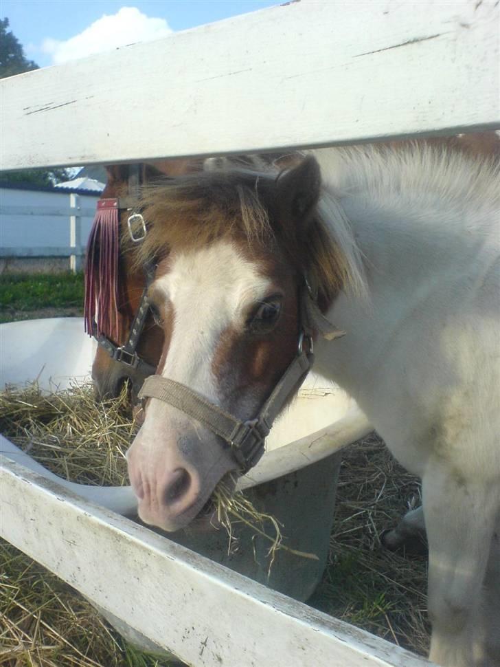 Shetlænder fanny( aflivet):( billede 16