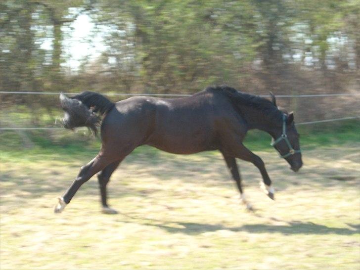 Dansk Varmblod Nice Surprise  - Velkommen til Nice´s profil. Han er nu 3 år og 2 mdr gammel og fuld af krudt. :) April 2011 billede 1