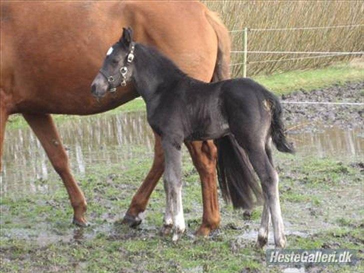 Dansk Varmblod Nice Surprise  - Hos avler. billede 3
