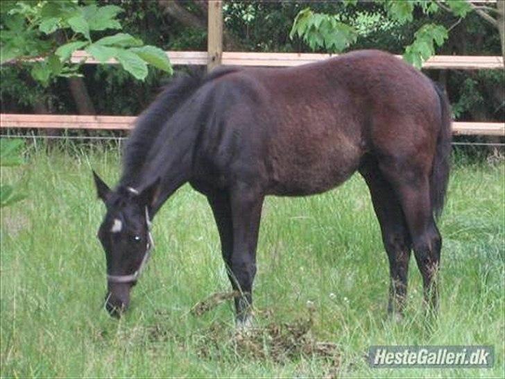 Dansk Varmblod Nice Surprise  - 4-5 mdr gammel hos avler. billede 4