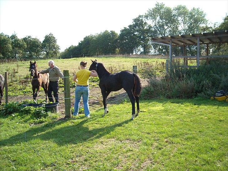 Dansk Varmblod Nice Surprise  - 6 mdr gammel og lige kommet hjem August 2008. billede 5