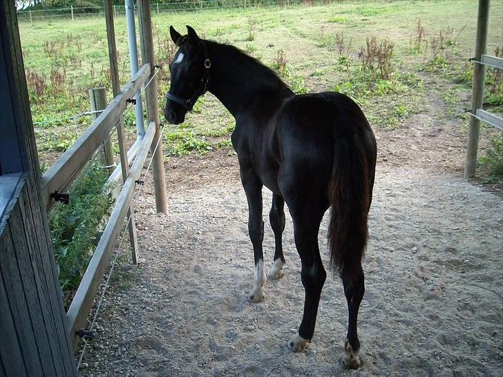 Dansk Varmblod Nice Surprise  - 6 mdr gammel og lige kommet hjem August 2008. billede 6