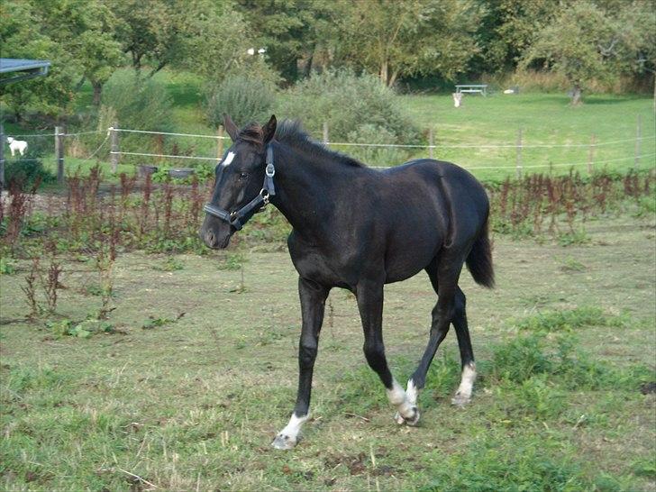 Dansk Varmblod Nice Surprise  - 6 mdr gammel og lige kommet hjem August 2008. billede 7