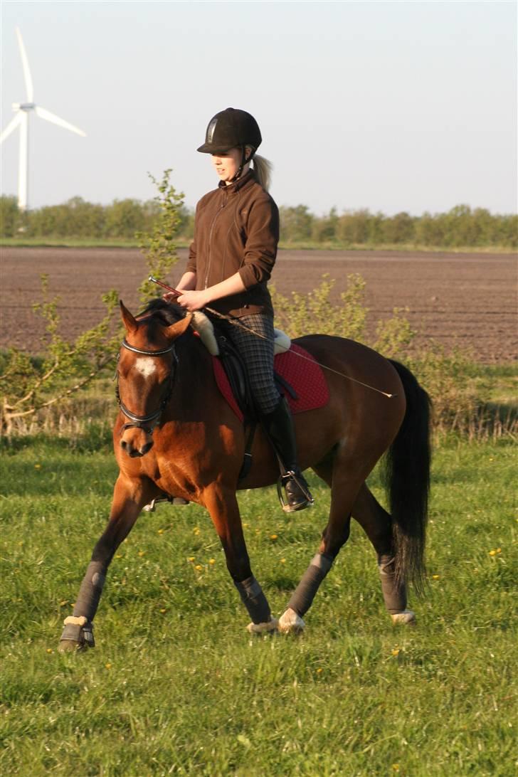 DSP Marengo - SOLGT :'( :'( - Schenkelvining (staves) <3 Fotograf : Annemette <3  billede 7