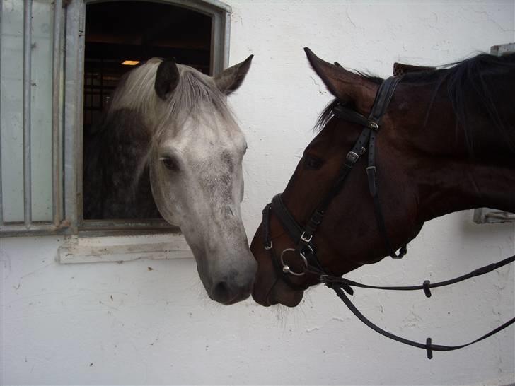 Oldenborg Ravel<3 [Love Of My Life] - Flæske hilser lige på Cardizo :D <3 billede 19