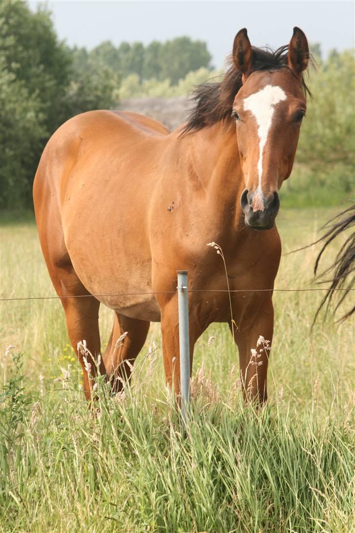 Dansk Varmblod Highlight Imhoff - hehe bællebob billede 20