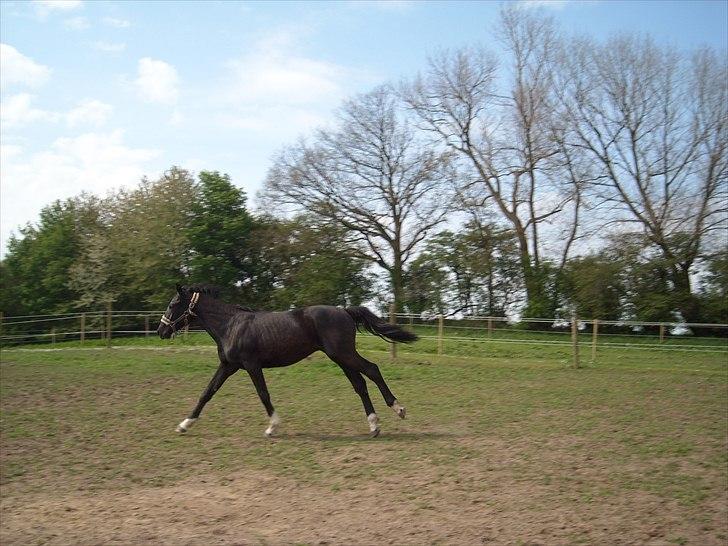 Dansk Varmblod Nice Surprise  - April 2009 billede 8