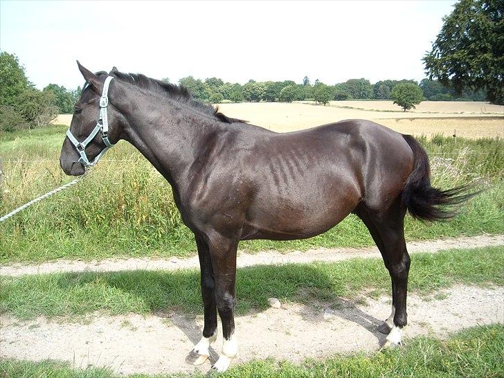 Dansk Varmblod Nice Surprise  - Juli 2009 lige inden han blev solgt. billede 9