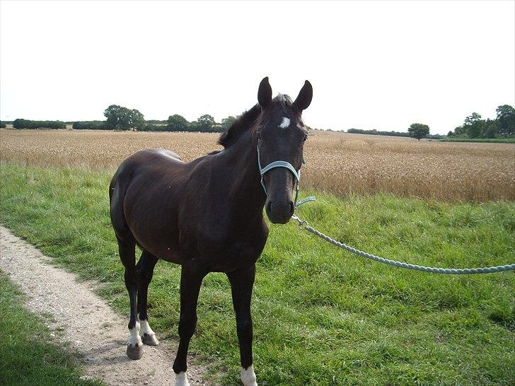 Dansk Varmblod Nice Surprise  - Juli 2009 lige inden han blev solgt. billede 10