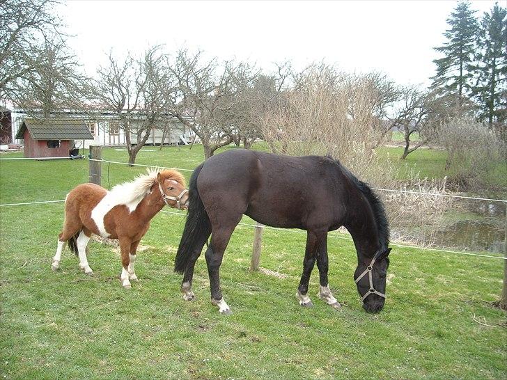 Dansk Varmblod Nice Surprise  - April 2011 Nice er lige kommet hjem igen efter at have været solgt. billede 11