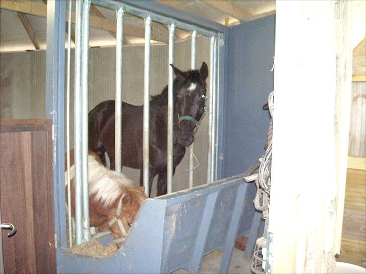 Dansk Varmblod Nice Surprise  - April 2011 Nice er lige kommet hjem igen efter at have været solgt. billede 12