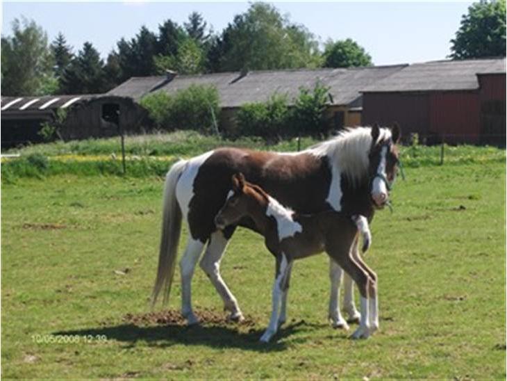 {{currentPhoto.altText}} billede {{currentPhoto.number}}