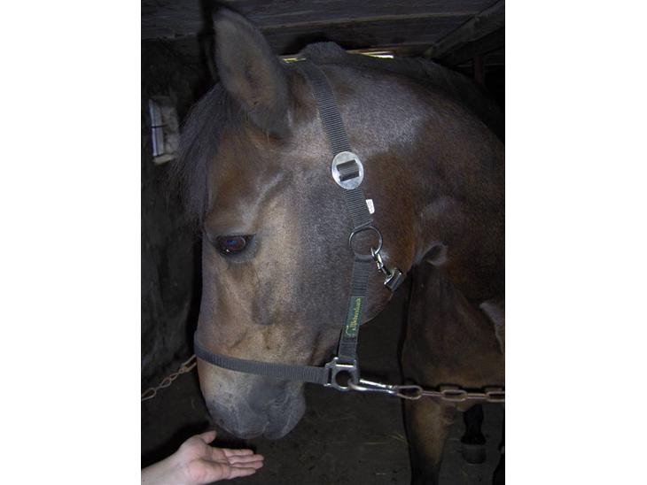 {{currentPhoto.altText}} billede {{currentPhoto.number}}