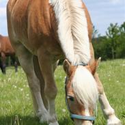 Tyroler Haflinger wacholder