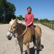 Tyroler Haflinger wacholder