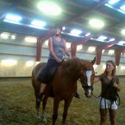 Dansk Varmblod Stegenborgs Caprilli