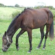 Dansk Varmblod Fyn's Armani