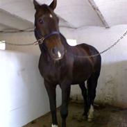 Hannoveraner Einstein