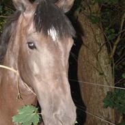 Oldenborg Yasmin [R.I.P] :'( <'3