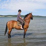 Dansk Varmblod Rapido