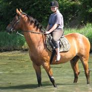 Dansk Varmblod Rapido