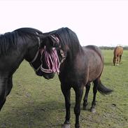 Anden særlig race Roco