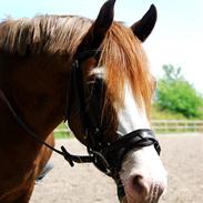 Welsh Partbred (Sec F) Rosengårdens Sodapop SOLGT