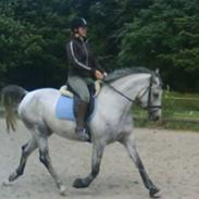 Shagya Araber (SH) Perle Bajar