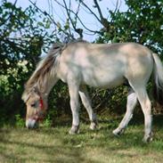 Fjordhest Laban af Højgårde