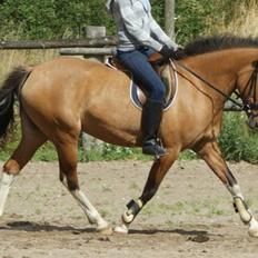 Anden særlig race Holmgaards Jazmin tidl pt