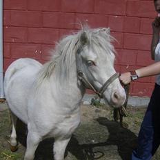 Anden særlig race blue oliver