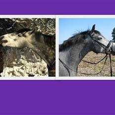 Connemara Wonder Step *Rynkemulen**