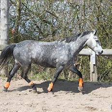 Connemara Wonder Step *Rynkemulen**