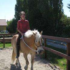 Tyroler Haflinger wacholder