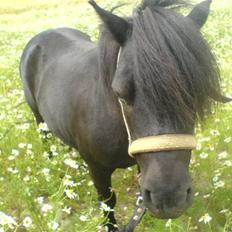 Shetlænder Sali SOLGT