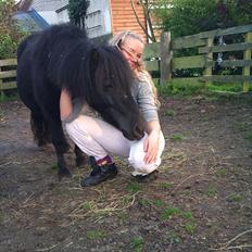 Shetlænder Winny SOLGT