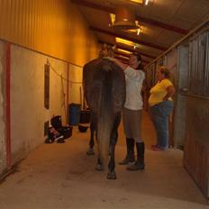 Dansk Varmblod Caezar <3 :'(  † RIP † 