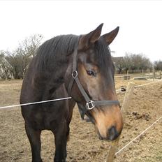 Dansk Varmblod Højagers Lukina ;D