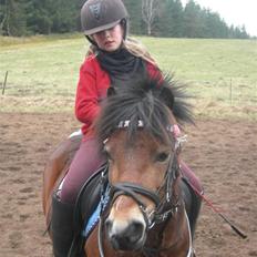 Welsh Mountain (sec A) Mr. Morgan