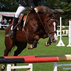 Hollandsk Sportspony Diamant B-pony
