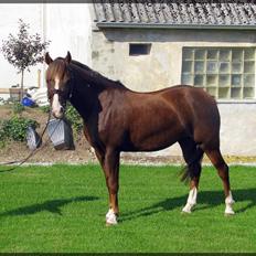 Hollandsk Sportspony Diamant B-pony