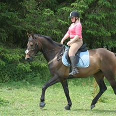 Hannoveraner Columbija